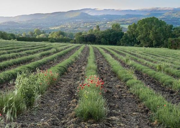 La Capitale du Luberon: une ville de charme qui mérite d'être explorée!